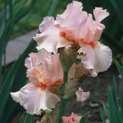 Iris germanica October Splendor
