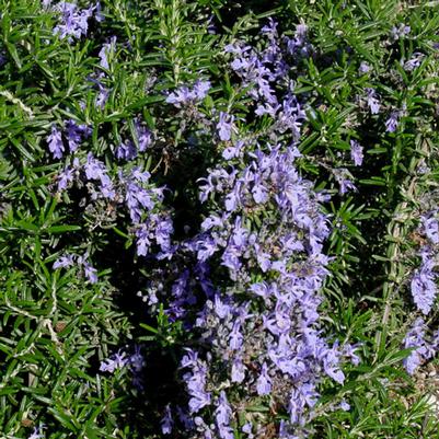 Rosmarinus officionalis Irene