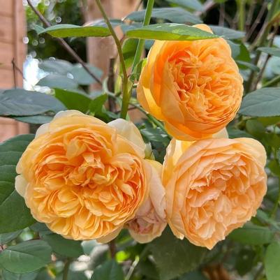 Rosa Bring Me Sunshine