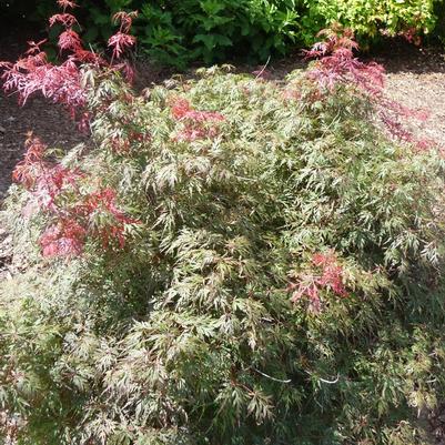 Acer palmatum dissectum Orangeola