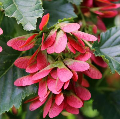 Acer tataricum Hot Wings