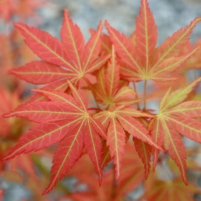 Acer palmatum Orange Flame