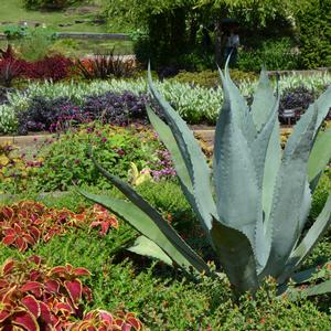 Agave americana 