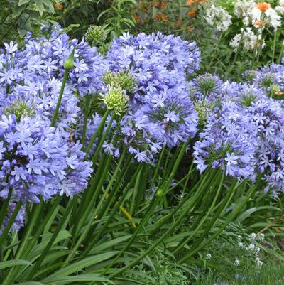 Agapanthus Frederick Street Park