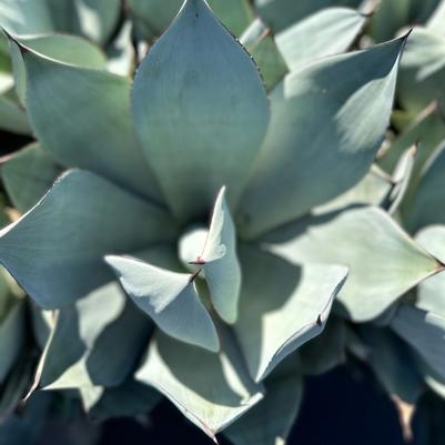 Agave celsii Nova