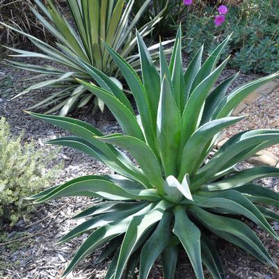 Agave desmettiana 