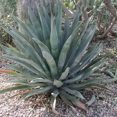 Agave murpheyi 