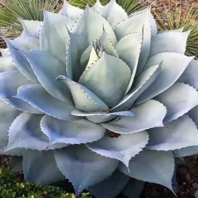 Agave ovatifolia 