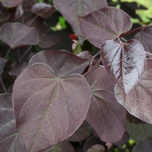 Cercis canadensis Burgundy Hearts&reg;