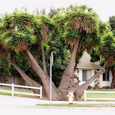 Yucca elephantipes 
