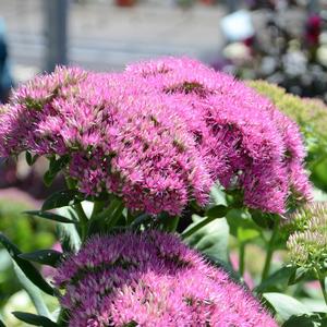 Sedum spectabile Walberton's&reg; Pizzazz