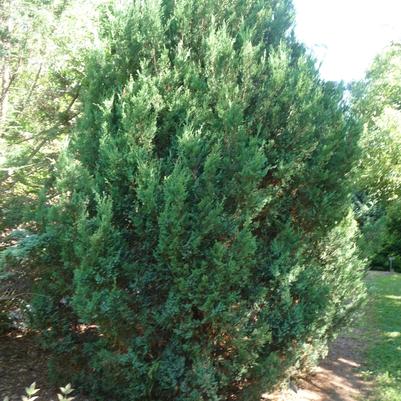 Juniperus chinensis Blue Point