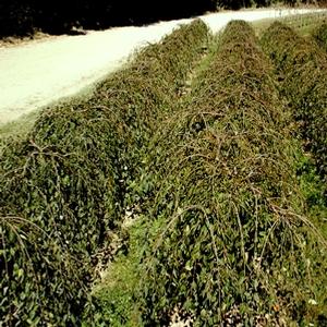 Prunus Snow Fountains&reg;