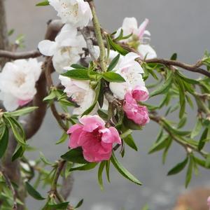 Prunus persica Peppermint Twist&trade;