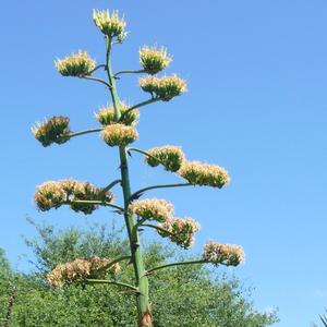 Agave parryi J.C. Raulston