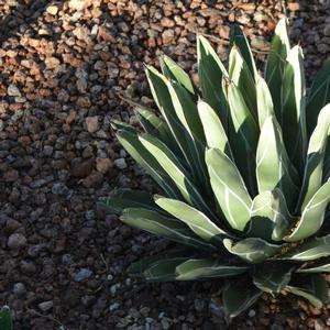Agave victoria-reginae 