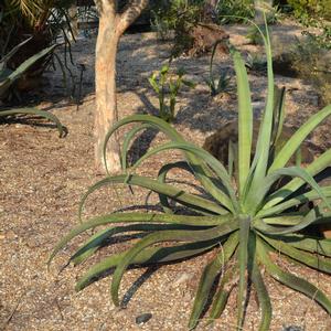 Agave vilmoriana 