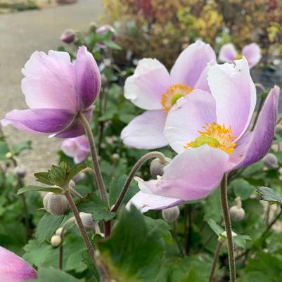 Anemone Regal Swan
