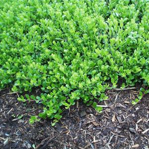 Arctostaphylos Emerald Carpet