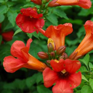Campsis x tagliabuana Summer Jazz&trade; Fire