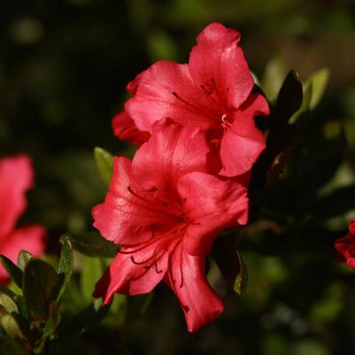 Azalea Southern Indica Red Ruffles
