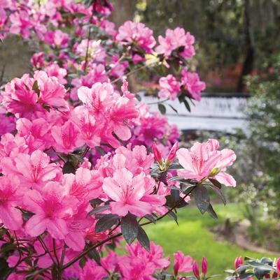 Azalea Southern Indica Southern Charm