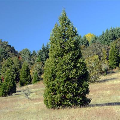 Calocedrus decurrens 
