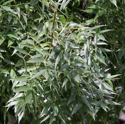 Fraxinus angustifolia oxycarpa Raywood