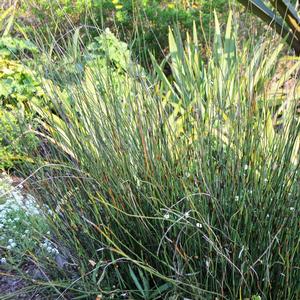Chondropetalum tectorum 