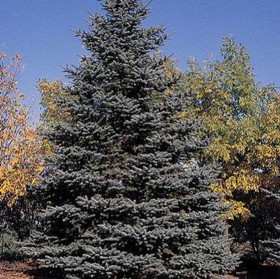 Picea pungens 