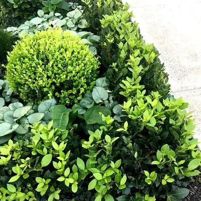 Laurus nobilis Baby Bay