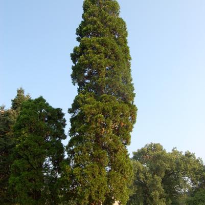 Calocedrus decurrens 