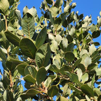 Laurus nobilis Hubbard