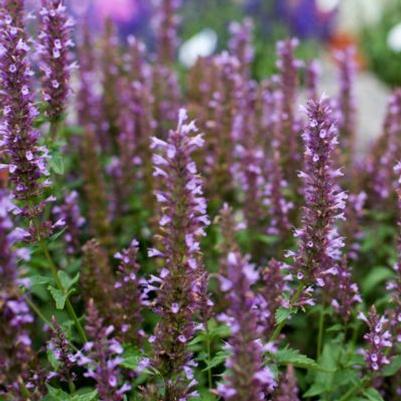 Agastache foeniculum Celestia