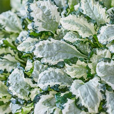 Ajuga reptans Princess Leia