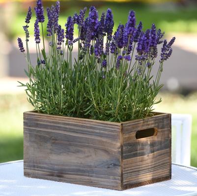 Lavandula angustifolia Blue Spear