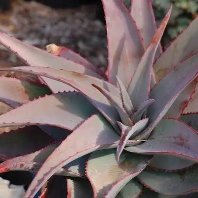 Aloe rubroviolacea 