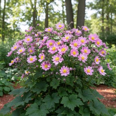 Anemone Fantasy Pocahontas