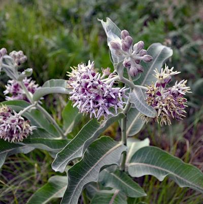 Asclepias speciosa 