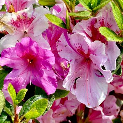 Azalea Encore&reg; Autumn Twist&reg;