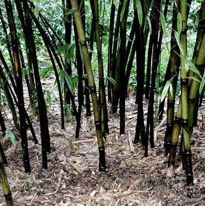 Phyllostachys nigra 