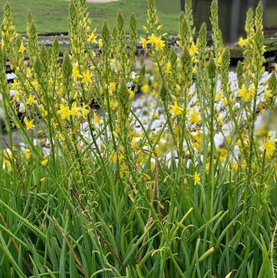 Bulbine frutescens 