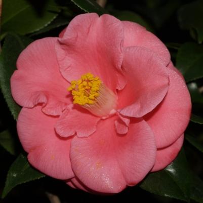 Camellia japonica Anacosita