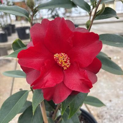 Camellia japonica Julius Nuccio