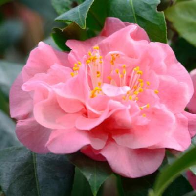 Camellia japonica Pink Parade