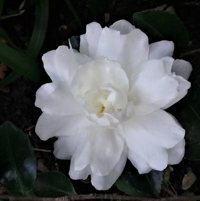Camellia sasanqua Mine-no-yuki (White Doves)