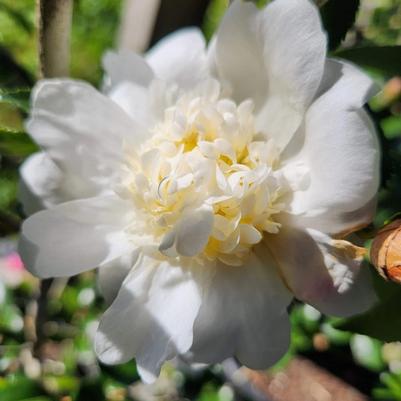 Camellia japonica Winter's Snowman