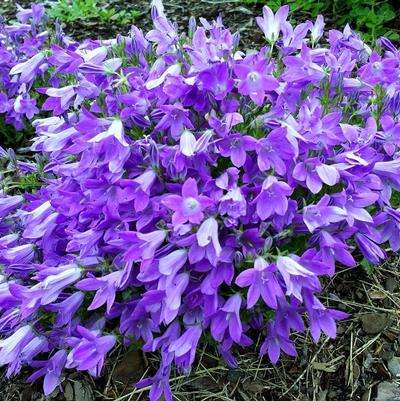 Campanula portenschlagiana Catharina