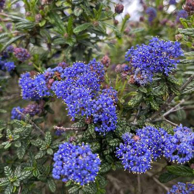 Ceanothus arboreus Dark Star