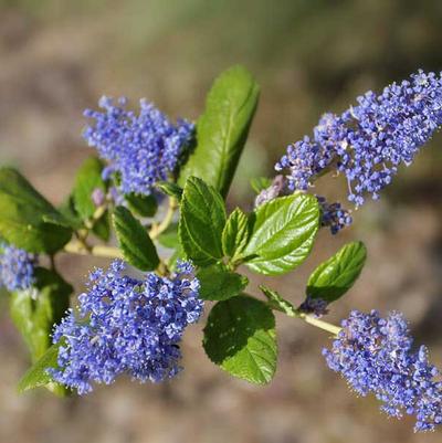 Ceanothus impressus Ray Hartman